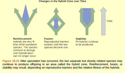 Figure 18.22 If two species eat a different diet but one of the food sources is eliminated and both species are forced to eat the same foods, what change in the hybrid zone is most likely to occur?