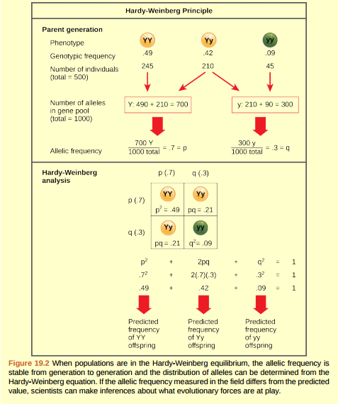 Figure 19.2 In plants, violet flower color (V) is dominant over white (v). If p=.8 and q = 0.2 in a population of 500 plants, how many individuals would you expect to be homozygous dominant (VV), heterozygous (Vv), and homozygous recessive (vv)? How many plants would you expect to have violet flowers, and how many would have white flowers?  