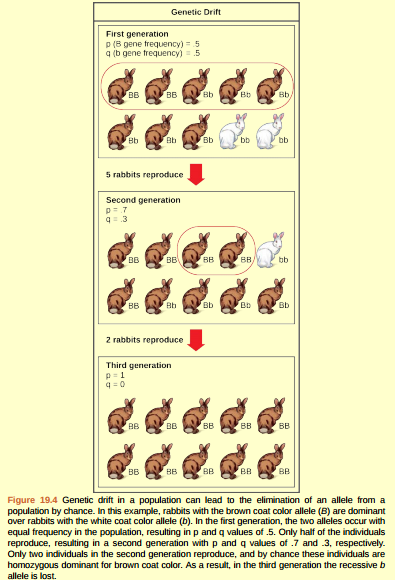 Figure 19.4 Do you think genetic drift would happen more quickly on an island or on the mainland?