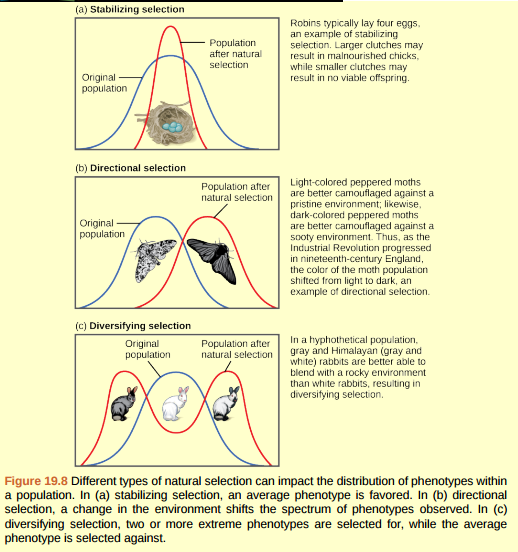Figure 19.8 In recent years, factories have become cleaner, and less soot is released into the environment. What impact do you think this has had on the distribution of moth color in the population?  