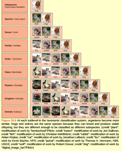 Figure 20.6 At what levels are cats and dogs considered to be part of the same group?  