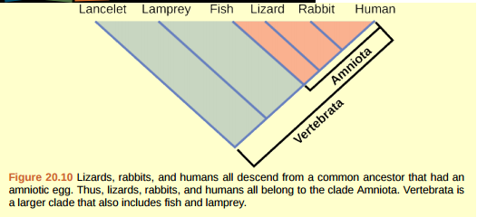 Figure 20.10 Which animals in this figure belong to a clade that includes animals with hair? Which evolved first, hair or the amniotic egg?