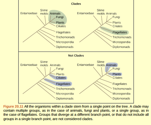 Figure 20.11 What is the largest clade in this diagram?  