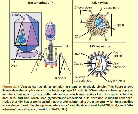 Figure 21.4 Which of the following statements about virus structure is true? A) All viruses are encased in a viral membrane. B) The capsomere is made up of small protein subunits called capsids. C) DNA is the genetic material in all viruses. D) Glycoproteins help the virus attach to the host cell.