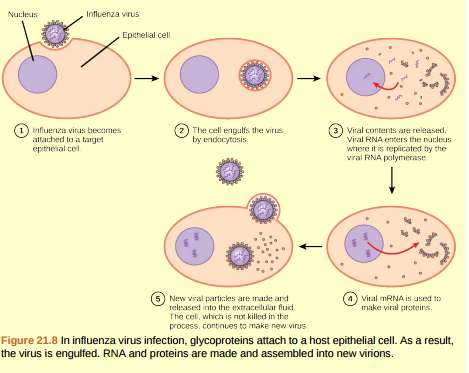 Figure 21.8 Influenza virus is packaged in a viral envelope that fuses with the plasma membrane. This way, the virus can exit the host cell without killing it. What advantage does the virus gain by keeping the host cell alive?  