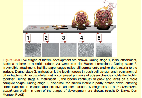 Figure 22.8 Compared to free-floating bacteria, bacteria in biofilms often show increased resistance to antibiotics and detergents. Why do you think this might be the case?