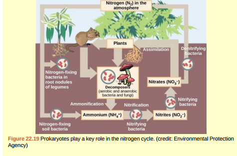 Figure 22.19 Which of the following statements about the nitrogen cycle is false? a. Nitrogen fixing bacteria exist on the root nodules of legumes and in the soil. b. Denitrifying bacteria convert nitrates (NO 3 - ) into nitrogen gas (N<sub>2</sub> ). c. Ammonification is the process by which ammonium ion (NH 4 + ) is released from decomposing organic compoundsd. Nitrification is the process by which nitrites (NO<sub>2</sub> - ) are converted to ammonium ion (NH 4 + ).