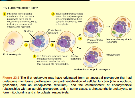 Figure 23.5 What evidence is there that mitochondria were incorporated into the ancestral eukaryotic cell before chloroplasts?