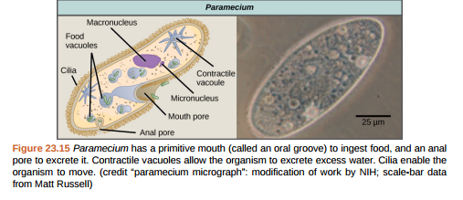 Figure 23.15 Which of the following statements about Paramecium sexual reproduction is false? A) The macronuclei are derived from micronuclei. B) Both mitosis and meiosis occur during sexual reproduction. C) The conjugate pair swaps macronuclei. D) Each parent produces four daughter cells.  