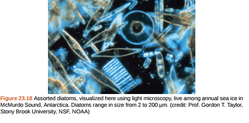 Figure 23.18 Which of the following statements about the Laminaria life cycle is false? A) 1n zoospores form in the sporangia. B) The sporophyte is the 2n plant. C) The gametophyte is diploid. D) Both the gametophyte and sporophyte stages are multicellular.