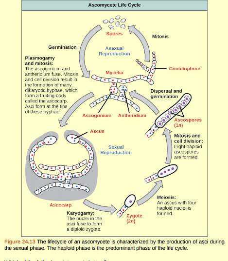 Figure 24.13 Which of the following statements is true? A) A dikaryotic ascus that forms in the ascocarp undergoes karyogamy, meiosis, and mitosis to form eight ascospores. B) A diploid ascus that forms in the ascocarp undergoes karyogamy, meiosis, and mitosis to form eight ascospores. C) A haploid zygote that forms in the ascocarp undergoes karyogamy, meiosis, and mitosis to form eight ascospores. D) A dikaryotic ascus that forms in the ascocarp undergoes plasmogamy, meiosis, and mitosis to form eight ascospores.