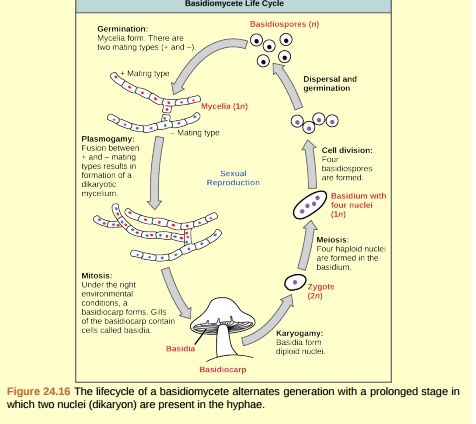 Figure 24.16 Which of the following statements is true? A) A basidium is the fruiting body of a mushroom-producing fungus, and it forms four basidiocarps. B) The result of the plasmogamy step is four basidiospores. C) Karyogamy results directly in the formation of mycelia. D) A basidiocarp is the fruiting body of a mushroom-producing fungus