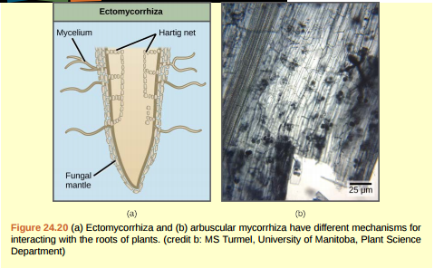 Figure 24.20 If symbiotic fungi are absent from the soil, what impact do you think this would have on plant growth?  
