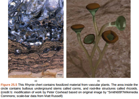 Figure 25.5 Which of the following statements about plant divisions is false? A) Lycophytes and pterophytes are seedless vascular plants. B) All vascular plants produce seeds. C) All nonvascular embryophytes are bryophytes. D) Seed plants include angiosperms and gymnosperms  
