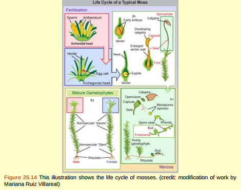 Figure 25.14 Which of the following statements about the moss life cycle is false? A) The mature gametophyte is haploid. B) The sporophyte produces haploid spores. C) The rhizoid buds to form a mature gametophyte. D) The zygote is housed in the venter.
