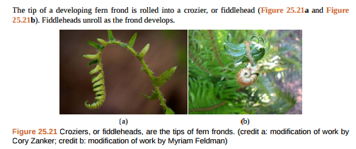 Figure 25.21 Which of the following statements about the fern life cycle is false? A) Sporangia produce haploid spores. B) The sporophyte grows from a gametophyte. C) The sporophyte is diploid and the gametophyte is haploid. D) Sporangia form on the underside of the gametophyte.