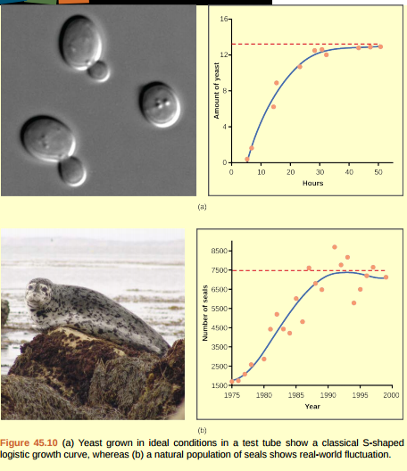 <strong>Figure 45.10b If the major food source of the seals declines due to pollution or overfishing, which of the following would likely occur?</strong> A) The carrying capacity of seals would decrease, as would the seal population. B) The carrying capacity of seals would decrease, but the seal population would remain the same. C) The number of seal deaths would increase but the number of births would also increase, so the population size would remain the same. D) The carrying capacity of seals would remain the same, but the population of seals would decrease.   <div style=padding-top: 35px> 