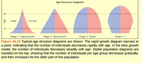 Figure 45.16 Age structure diagrams for rapidly growing, slow growing and stable populations are shown in stages 1 through 3. What type of population change do you think stage 4 represents?  <div style=padding-top: 35px> 