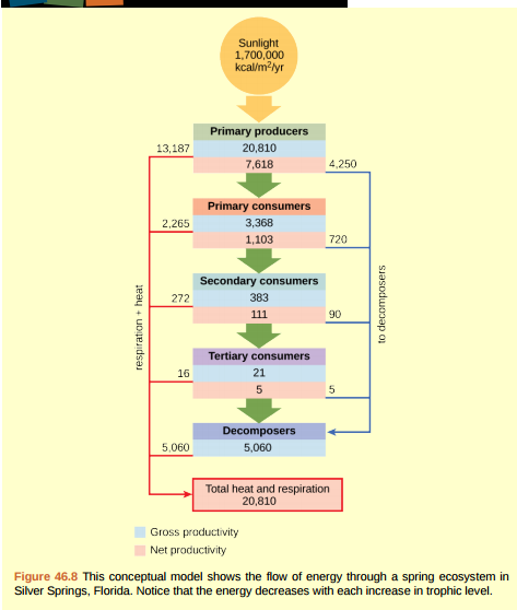 Figure 46.8 Why do you think the value for gross productivity of the primary producers is the same as the value for total heat and respiration (20,810 kcal/m 2 /yr)?  <div style=padding-top: 35px> 