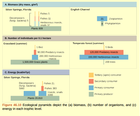 Figure 46.10 Pyramids depicting the number of organisms or biomass may be inverted, upright, or even diamond-shaped. Energy pyramids, however, are always upright. Why?  <div style=padding-top: 35px> 