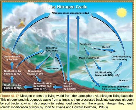 <strong>Figure 46.17 Which of the following statements about the nitrogen cycle is false?</strong> A) Ammonification converts organic nitrogenous matter from living organisms into ammonium (NH 4 + ). B) Denitrification by bacteria converts nitrates (NO 3 - ) to nitrogen gas (N<sub>2</sub> ). C) Nitrification by bacteria converts nitrates (NO 3 - ) to nitrites (NO<sub>2</sub> - ). D) Nitrogen fixing bacteria convert nitrogen gas (N<sub>2</sub> ) into organic compounds.   <div style=padding-top: 35px> 
