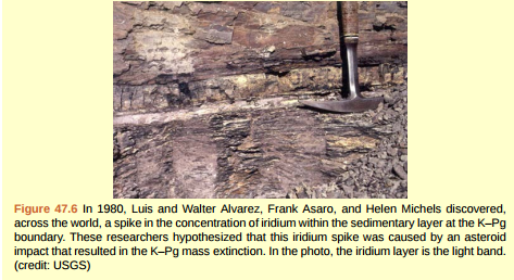 <strong>Figure 47.6 Scientists measured the relative abundance of fern spores above and below the KPg boundary in this rock sample. Which of the following statements most likely represents their findings?</strong> A) An abundance of fern spores from several species was found below the KPg boundary, but none was found above. B) An abundance of fern spores from several species was found above the KPg boundary, but none was found below. C) An abundance of fern spores was found both above and below the K-Pg boundary, but only one species was found below the boundary , and many species were found above the boundary. D) Many species of fern spores were found both above and below the boundary, but the total number of spores was greater below the boundary.