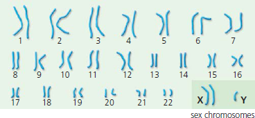    What would happen if the spindle fibers failed to form during mitosis