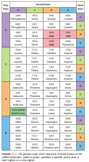 The following are base sequences in four mRNA strands: one normal and three with mutations. (Keep in mind that transla- tion begins with a start codon and ends with a stop codon.)   Which of the mutated sequences is likely to have the most severe effects? Why? Which would have the least severe effects? Why? Normal mRNA: AUG ACA UAU GAG ACG ACU Mutation 1: AUG ACC UAC GAA ACG ACC Mutation 2: AUG ACU UAA GAG ACG ACA Mutation 3: AUG ACG UAU GAG ACG ACG