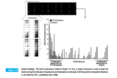 Figure 1.15 shows an image of a microscope slide, onto which small spots of protein have been printed. The slide was used to identify protein compositions that provide for good adhesion of cells. If each spot of protein is 300 microns (micrometers) in diameter, and each cell is 15 microns in diameter, what is the maximum number of cells that can ﬁt into each spot?  <div style=padding-top: 35px> 