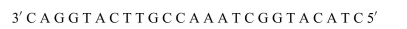 What will be the amino acid sequence speciﬁed by the following gene?  