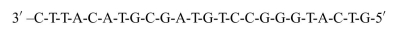 A given strand of DNA undergoes a mutation because of an error in replica- tion. The given DNA strand (before mutation) has the following sequence:   Upon mutation, the G nucleotide that is eight bases from the 3? end is deleted, resulting in the following sequence:   Write out mRNA formed in transcription and the corresponding sequence of amino acids for both the normal and mutated sequence, highlighting the speciﬁc change that comes about from this mutation.