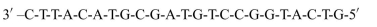 A given strand of DNA undergoes a mutation because of an error in replica- tion. The given DNA strand (before mutation) has the following sequence:   Upon mutation, the G nucleotide that is eight bases from the 3? end is deleted, resulting in the following sequence:   Write out mRNA formed in transcription and the corresponding sequence of amino acids for both the normal and mutated sequence, highlighting the speciﬁc change that comes about from this mutation.