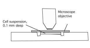 A bacterial culture is initially composed of 100 cells. After 1 hour, the number of bacteria is 1.5 times the initial population. a. If the rate of growth is proportional to the number of bacteria present, determine the time necessary for the number of bacteria to triple. A. b.     Figure 5.23 A. Side view of hemocytometer. B. View through microscope objective. Each ruled square is 0.25 mm on a side (i.e., the distance between the three thick lines is 1 mm). Photo courtesy of Dr. John Parrish.  b. What is the time required for a culture with 1 × 106 of the same bacteria to triple? Explain your results. c. Under what conditions would the answers obtained in b be invalid?