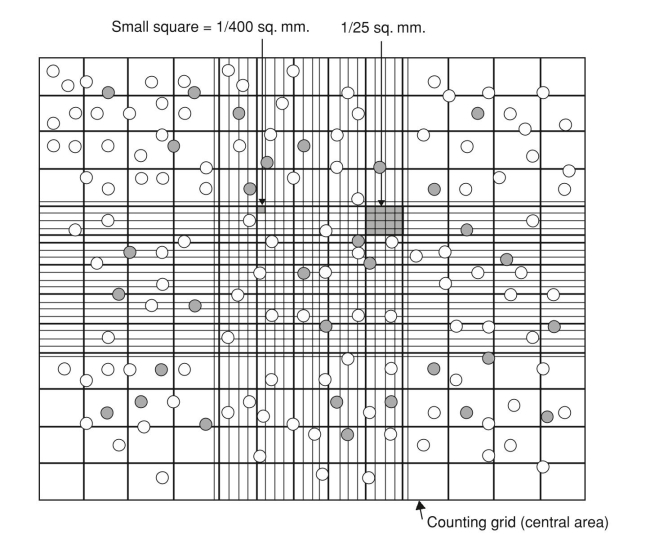 PC12 cells produce dopamine and so they may be useful in treating Parkin- son's disease (when dopamine is missing). One approach would be to encap- sulate PC12 cells inside a spherical capsule (400 µm in outer diameter [OD]; 25-µm wall thickness) and then implant these capsules inside the brain.   Figure 5.24 Diagram of a hemocytometer for use in Problem 10. The capsules serve to protect the cells from the brain of the recipient. Under one set of circumstances, the cell density in the capsules is initially 1 × 106 cells/mL, and the capsules are incubated in vitro until enough cells grow up to ﬁll up the entire capsule. Calculate the necessary incubation time for 50 cap- sules to produce enough dopamine for a mouse. The doubling time of a PC12 cell is 8 hours. Data: mass of the mouse: 250 g; ratio of mouse head mass to overall mass: 1/10; ratio of mouse brain mass to head mass: 1/5; dopamine secretion in vitro: 1 g/107 cells/day; initial encapsulation cell density: 1 × 106 PC12 cells/mL; dopamine requirement: 0.1 g/kg brain mass/day