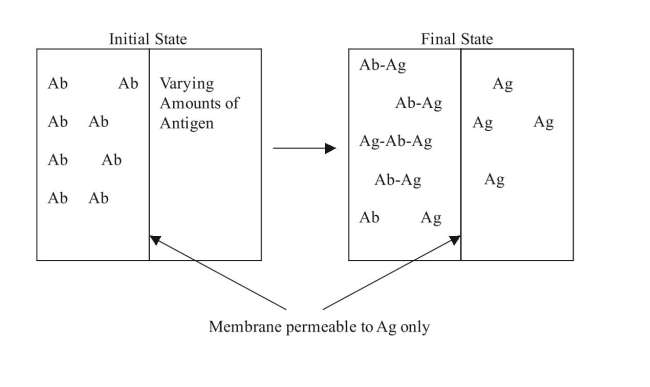 An equilibrium dialysis experiment was performed to characterize the bind- ing afﬁnity of a mouse IgG or human IgG antibody for an antigen, GAD65. The association constant for the monoclonal mouse IgG is   and for a human IgG is    a. Calculate the dissociation constant for each antibody. Which antibody has a higher binding afﬁnity for GAD65? Explain. b. For a GAD65 concentration of 0.7 nM, calculate the fraction of free Ab sites for each antibody.  