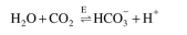 The hydration of CO₂ is catalyzed by carbonic anhydrase as follows:   The following data were obtained for the forward and reverse reaction rates at pH 7.1 and an enzyme concentration of     v is the initial reaction rate at the given substrate concentration. Calculate the forward and re- verse catalytic and Michaelis constants. [Courtesy of D. J. Kirwan from Collected Coursework Problems in Biochemical Engineer- ing compiled by H. W. Blanch for 1977 Am. Soc. Eng. Educ. Summer School.]