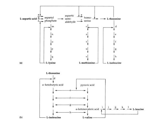 Consider the aspartic acid pathway shown in Fig. 4A.1. Assume you have been asked to de- velop a high-lysine-producing mutant. What strategy would you pursue? (That is, which steps would you modify by removing feedback inhibition, and what changes in medium composi- tion would you make over a simple mineral salts-glucose base medium?)   Figure 4A.1 A simplified diagram of the aspartate pathway in E. coli. Each solid arrow designates a reaction catalyzed by one enzyme. The biosynthetic products of the pathway (in boldface) are all allosteric inhibitors of one or more reactions. Careful study of this diagram reveals that with a single exception (the inhibition exerted by valine) the inhibition imposed by one amino acid does not cause starvation for a different amino acid. Part (a)shows the regulatory interrelationships of the L-lysine, L-methionine, and L-isoleucine branches of the pathway. Part (b) shows the regulatory interrelationships of the L-isoleucine, L-valine, and L-leucine branches