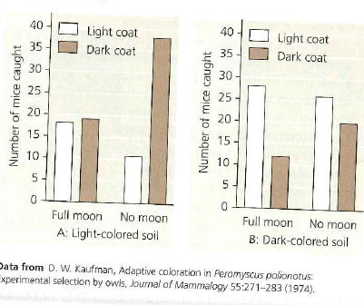 How much does Camouflage Affect Predation on Mice by Owls with and without Moonlight D.W. Kaufman hypothesized that the extent to which the coat color of a mouse contrasted with the color of its surroundings would affect the rate of nighttime predation by owls. He also hypothesized that contrast would be affected by the amount of moonlight. In this exercise, you will analyze data from his studies of owl-mouse predation that tested these hypotheses. How the Experiment Was Done Pairs of mice ( Peromyscus polionotus) with different coat colors, one light brown and one dark brown , were released simultaneously into an enclosure that contained a hungry owl. The researcher recorded the color of the mouse that was first caught by the owl. If the owl did not catch either mouse within 5 minutes, the test was recorded as a zero. The release trials were repeated multiple times in enclosures with either a dark-colored soil surface or a light-colored soil surface. The presence or absence of moonlight during each assay was recorded. Data from the Experiment    (a)Is a dark brown mouse on dark-colored soil more likely to escape predation under a full mon or with no moon (b) What about a light brown mouse on light-colored soil Explain.