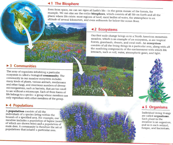 With rough sketches, draw a biological hierarchy similar to the one in Figure 1.3 but using a coral reef as the ecosystem, a fish as the organism, its stomach as the organ, and DNA as the molecule. Include all levels in the hierarchy. Reference: