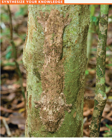    Can you pick out the mossy leaf-tailed gecko lying against the tree trunk in this photo How is the appearance of the gecko a benefit in terms of survival Given what you learned about evolution, natural selection, and genetic information in this chapter, describe how the gecko's coloration might have evolved.