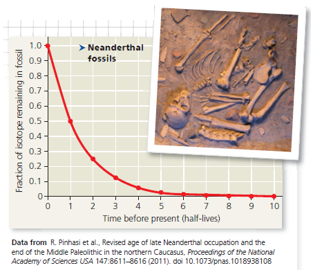 Calibrating a Standard Radioactive Isotope Decay Curve and Interpreting Data  How Long Might Neanderthals Have Co-Existed with Modern Humans ( Homo sapiens ) Neanderthals ( Homo neanderthalensis ) were living in Europe by 350,000 years ago and may have coexisted with early Homo sapiens in parts of Eurasia for hundreds or thousands of years before Neanderthals became extinct. Researchers sought to more accurately determine the extent of their overlap by pinning down the latest date Neanderthals still lived in the area. They used carbon-14 dating to determine the age of a Neanderthal fossil from the most recent (uppermost) archeological layer containing Neanderthal bones. In this exercise you will calibrate a standard carbon-14 decay curve and use it to determine the age of this Neanderthal fossil. The age will help you approximate the last time the two species may have coexisted at the site where this fossil was collected. How the Experiment Was Done Carbon-14 ( ¹⁴C) is a radioactive isotope of carbon that decays to ¹⁴N at a constant rate. ¹⁴C is present in the atmosphere in small amounts at a constant ratio with both ¹³C and ¹²C, two other isotopes of carbon. When carbon is taken up from the atmosphere by a plant during photosynthesis, ¹²C, ¹³C, and ¹⁴C isotopes are incorporated into the plant in the same proportions in which they were present in the atmosphere. These proportions remain the same in the tissues of an animal that eats the plant. While an organism is alive, the ¹⁴C in its body constantly decays to ¹⁴N but is constantly replaced by new carbon from the environment. Once an organism dies, it stops taking in new ¹⁴C but the ¹⁴C in its tissues continues to decay, while the ¹²C in its tissues remains the same because it is not radioactive and does not decay. Thus, scientists can calculate how long the pool of original ¹⁴C has been decaying in a fossil by measuring the ratio of ¹⁴C to ¹²C and comparing it to the ratio of ¹⁴C to ¹²C present originally in the atmosphere. The fraction of ¹⁴C in a fossil compared to the original fraction of ¹⁴C can be converted to years because we know that the half-life of ¹⁴C is 5,730 years-in other words, half of the ¹⁴C in a fossil decays every 5,730 years. Data from the Experiment The researchers found that the Neanderthal fossil had approximately 0.0078 (or, in scientific notation, 7.8 × 10³ ) as much ¹⁴C as the atmosphere. The following questions will guide you through translating this fraction into the age of the fossil.    Carbon-14 dating works for fossils up to about 75,000 years old; fossils older than that contain too little ¹⁴C to be detected. Most dinosaurs went extinct 65.5 million years ago. (a) Can ¹⁴C be used to date dinosaur bones Explain. (b) Radioactive uranium-235 has a half-life of 704 million years. If it was incorporated into dinosaur bones, could it be used to date the dinosaur fossils Explain.