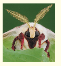 SCIENTIFIC INQUIRY  Female silkworm moths ( Bombyx mori ) attract males by emitting chemical signals that spread through the air. A male hundreds of meters away can detect these molecules and fly toward their source. The sensory organs responsible for this behavior are the comb like antennae visible in the photograph shown here. Each filament of an antenna is equipped with thousands of receptor cells that detect the sex attractant. Based on what you learned in this chapter, propose a hypothesis to account for the ability of the male moth to detect a specific molecule in the presence of many other molecules in the air. What predictions does your hypothesis make Design an experiment to test one of these predictions.  