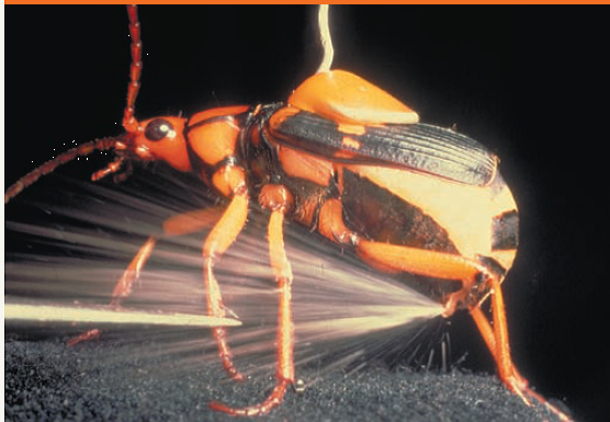    This bombardier beetle is spraying a boiling hot liquid that contains irritating chemicals, used as a defense mechanism against its enemies. The beetle stores two sets of chemicals separately in its glands. Using what you learned about chemistry in this chapter, propose a possible explanation for why the beetle is not harmed by the chemicals it stores and what causes the explosive discharge.