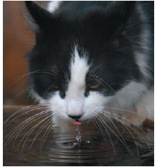 SYNTHESIZE YOUR KNOWLEDGE    How do cats drink Scientists using highspeed video have shown that cats use an interesting technique to drink aqueous substances like water and milk. Four times a second, the cat touches the tip of its tongue to the water and draws a column of water up into its mouth (as you can see in the photo), which then shuts before gravity can pull the water back down. Describe how the properties of water allow cats to drink in this fashion, including how water's molecular structure contributes to the process.