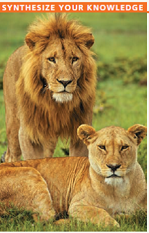 Explain how the chemical structure of the carbon atom accounts for the differences between the male and female lions seen in the photo.  