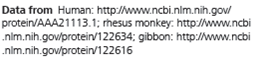 Analyzing Polypeptide Sequence Data  Are Rhesus Monkeys or Gibbons More Closely Related to Humans In this exercise, you will look at amino acid sequence data for the polypeptide chain of hemoglobin, often called -globin. You will then interpret the data to hypothesize whether the monkey or the gibbon is more closely related to humans. How Such Experiments Are Done Researchers can isolate the polypeptide of interest from an organism and then determine the amino acid sequence. More frequently, the DNA of the relevant gene is sequenced, and the amino acid sequence of the polypeptide is deduced from the DNA sequence of its gene. Data from the Experiments In the data below, the letters give the sequence of the 146 amino acids in -globin from humans, rhesus monkeys, and gibbons. Because a complete sequence would not fit on one line here, the sequences are broken into three segments. The sequences for the three different species are aligned so that you can compare them easily. For example, you can see that for all three species, the first amino acid is V (valine) and the 146th amino acid is H (histidine).        For each nonhuman species, what percent of its amino acids are identical to the human sequence of -globin