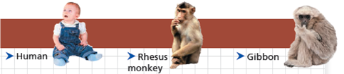 Analyzing Polypeptide Sequence Data  Are Rhesus Monkeys or Gibbons More Closely Related to Humans In this exercise, you will look at amino acid sequence data for the polypeptide chain of hemoglobin, often called -globin. You will then interpret the data to hypothesize whether the monkey or the gibbon is more closely related to humans. How Such Experiments Are Done Researchers can isolate the polypeptide of interest from an organism and then determine the amino acid sequence. More frequently, the DNA of the relevant gene is sequenced, and the amino acid sequence of the polypeptide is deduced from the DNA sequence of its gene. Data from the Experiments In the data below, the letters give the sequence of the 146 amino acids in -globin from humans, rhesus monkeys, and gibbons. Because a complete sequence would not fit on one line here, the sequences are broken into three segments. The sequences for the three different species are aligned so that you can compare them easily. For example, you can see that for all three species, the first amino acid is V (valine) and the 146th amino acid is H (histidine).        For each nonhuman species, what percent of its amino acids are identical to the human sequence of -globin