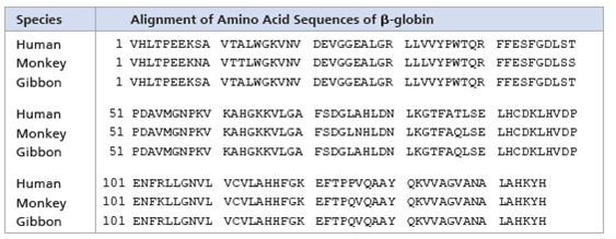 Analyzing Polypeptide Sequence Data  Are Rhesus Monkeys or Gibbons More Closely Related to Humans In this exercise, you will look at amino acid sequence data for the polypeptide chain of hemoglobin, often called -globin. You will then interpret the data to hypothesize whether the monkey or the gibbon is more closely related to humans. How Such Experiments Are Done Researchers can isolate the polypeptide of interest from an organism and then determine the amino acid sequence. More frequently, the DNA of the relevant gene is sequenced, and the amino acid sequence of the polypeptide is deduced from the DNA sequence of its gene. Data from the Experiments In the data below, the letters give the sequence of the 146 amino acids in -globin from humans, rhesus monkeys, and gibbons. Because a complete sequence would not fit on one line here, the sequences are broken into three segments. The sequences for the three different species are aligned so that you can compare them easily. For example, you can see that for all three species, the first amino acid is V (valine) and the 146th amino acid is H (histidine).        Based on these data alone, state a hypothesis for which of these two species is more closely related to humans. What is your reasoning