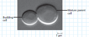 How Much New Cytoplasm and Plasma Membrane Are Made by a Growing Yeast Cell The unicellular yeast Saccharomyces cerevisiae divides by budding off a small new cell that then grows to full size. During its growth, the new cell synthesizes new cytoplasm, which increases its volume, and new plasma membrane, which increases its surface area. In this exercise, you will use a scale bar to determine the sizes of a mature parent yeast cell and a cell budding from it. You will then calculate the volume and surface area of each cell. You will use your calculations to determine how much cytoplasm and plasma membrane the new cell needs to synthesize to grow to full size. How the Experiment Was Done Yeast cells were grown under conditions that promoted division by budding. The cells were then viewed with a differential interference contrast light microscope and photographed. Data from the Experiment This light micrograph shows a budding yeast cell about to be released from the mature parent cell:    4. When the new cell matures, it will be approximately how manytimes greater in volume and how many times greater in surfacearea than its current size