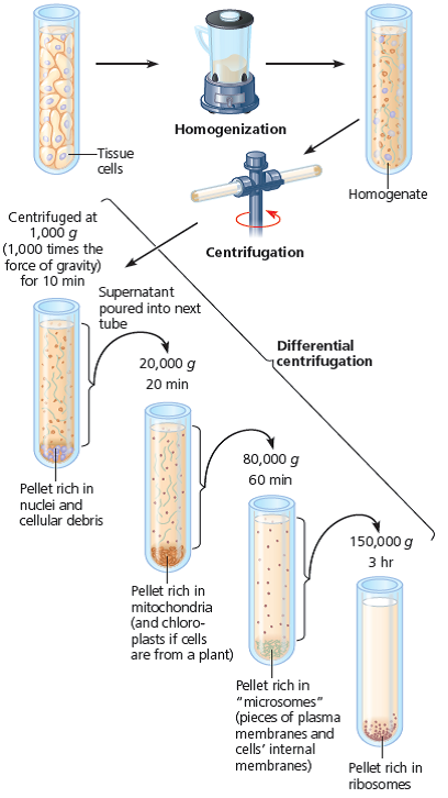 SCIENTIFIC INQUIRY Imagine protein X, destined to span the plasma membrane. Assume that the mRNA carrying the genetic message for protein X has already been translated by ribosomes in a cell culture. If you fractionate the cells (see Figure 6.4), in which fraction would you find protein X Explain by describing its transit through the cell.  